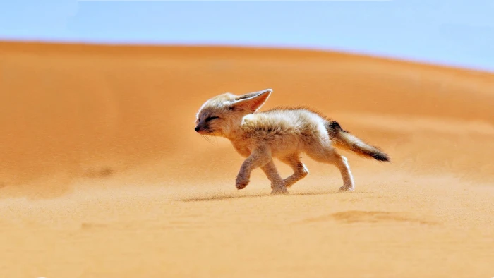 Africa Algeria animals Desert Fennec Fox landscapes nature 2k 4k