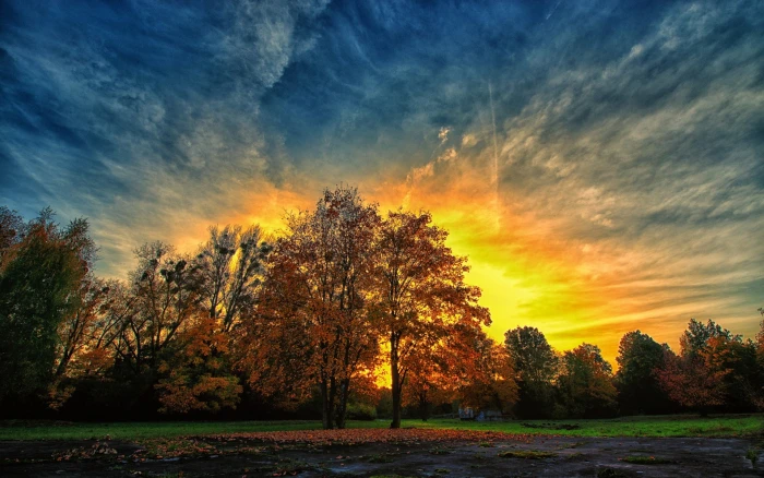 background nature image tree plant sky beauty in 2k