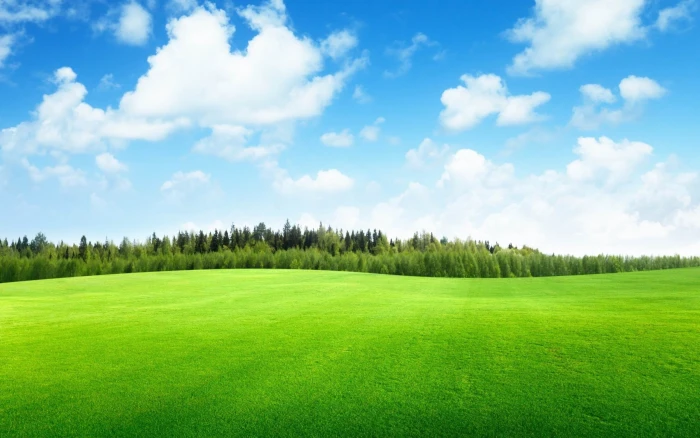 beautiful green grass Nature Desktop Wallpaper color 2k