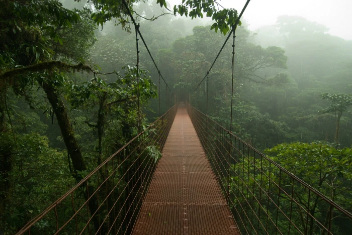 brown hanging bridge nature mist Costa Rica jungle trees 2k