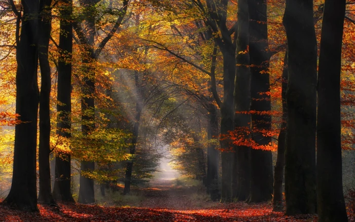 brown leafed tree morning nature path sun rays landscape 2k