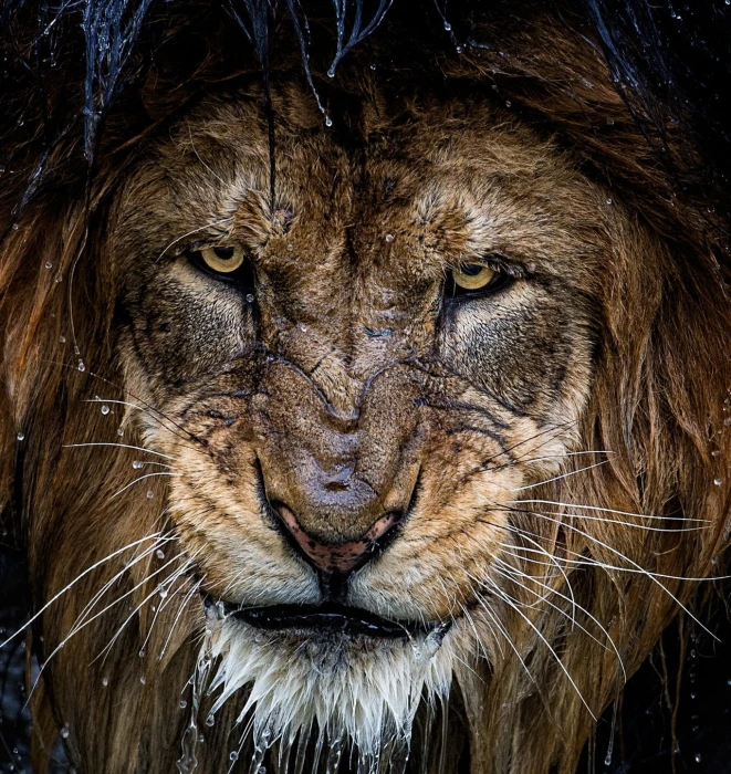 brown lion nature photography big cats animals portrait