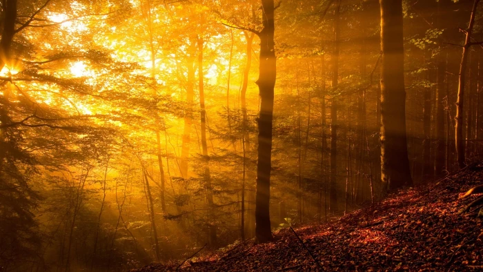 brown trees landscape photo of forest during golden hour nature 2k