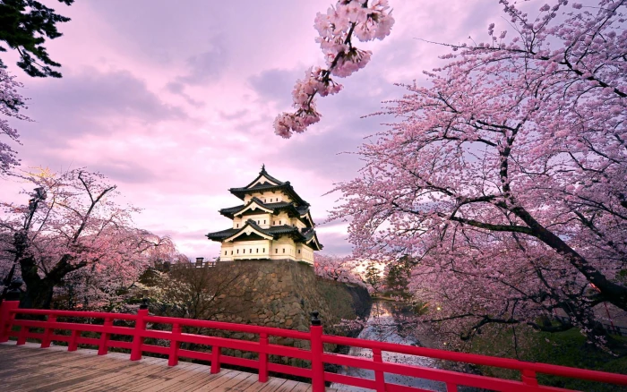 Cherry Blossoms Iii landscape nature flowers spring sakura 2k