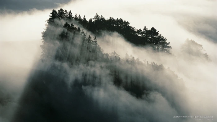 Coastal Redwoods in Fog Big Sur California Nature 2k