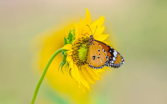 Insect Tiger Butterfly On Yellow Color From Sunflower Ultra Hd Tv Wallpaper For Desktop Laptop Tablet And Mobile Phones 2k 4k