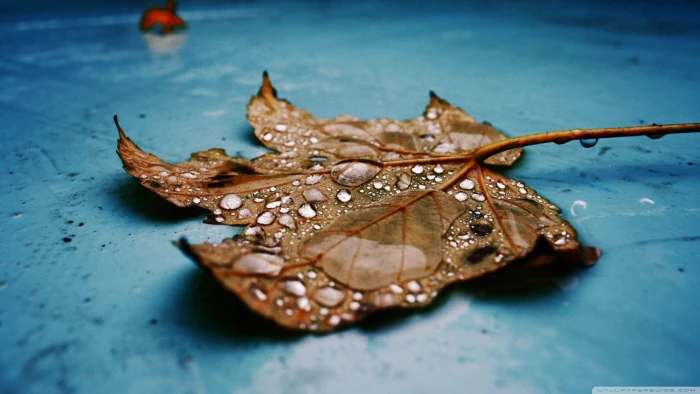 maple leaf nature leaves water drops close up animal themes 2k