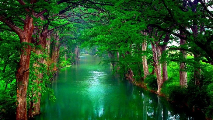 nature forest landscape tree water park river grass 2k