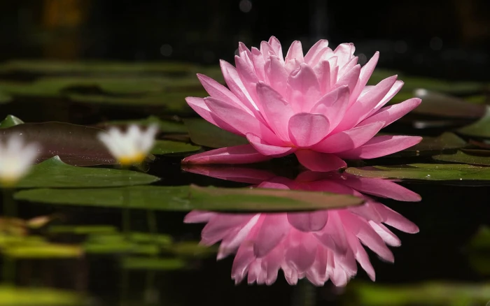 Nature Lotus Flowers Pink Water 2k 4k