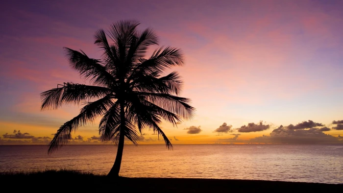 Nature palm tree beach sea sky sunset silhouette 2k