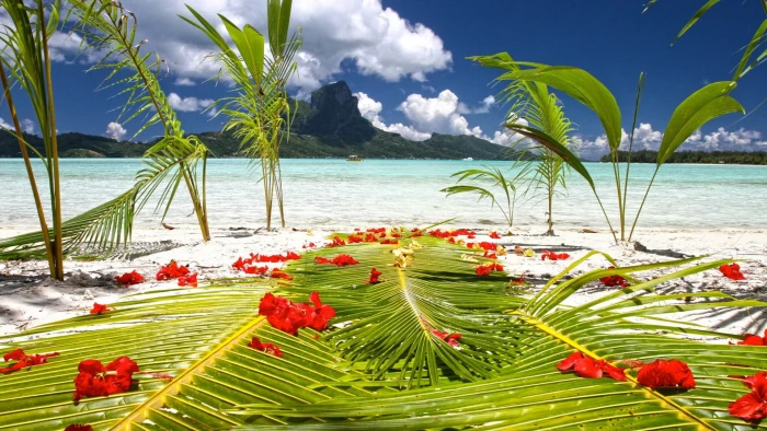 nature sky water summer sea vacation travel beach tree 2k