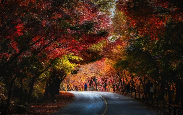 red leafed tree nature landscape trees fall yellow green 2k