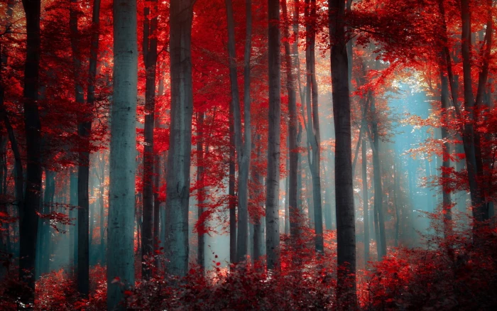red forest nature trees plant autumn beauty in 2k