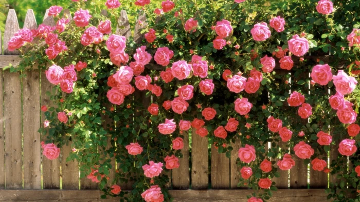 rose on fence flower Pink Love spring HD nature 2k