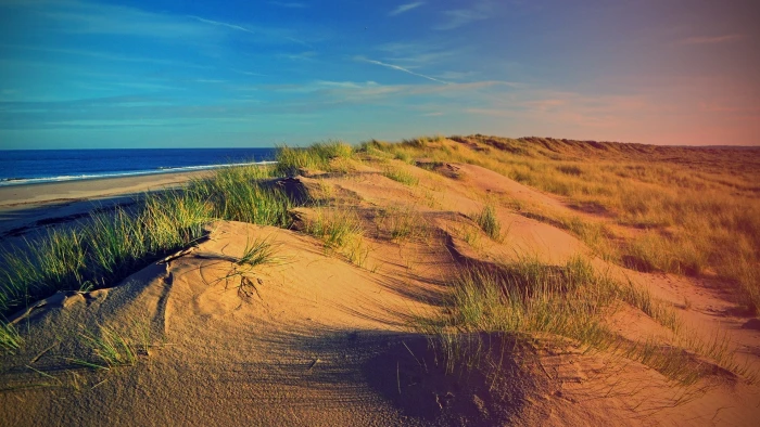 sea dune grass nature beach 2k