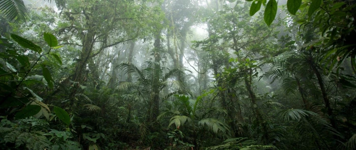 ultra wide photography nature forest tree plant land 2k