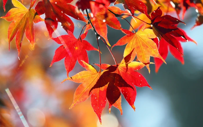 Autumn red leaves nature scenery 2k