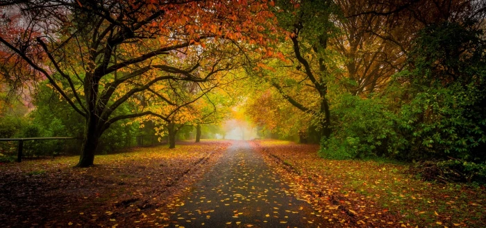 concrete road between trees under bright sky during daytim nature 2k