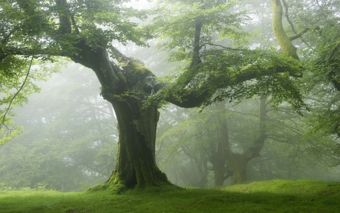 green tree nature forest trees landscape mist plant beauty in 2k