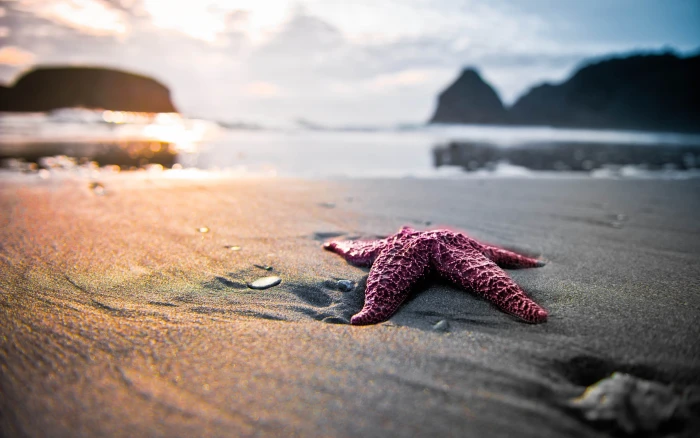 landscape starfish beach 2k