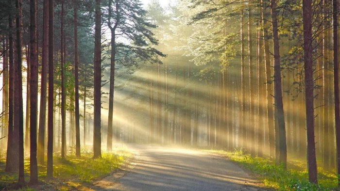 widescreen nature high resolution tree plant forest 2k