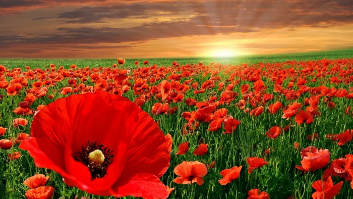 widescreen nature high resolution 2k