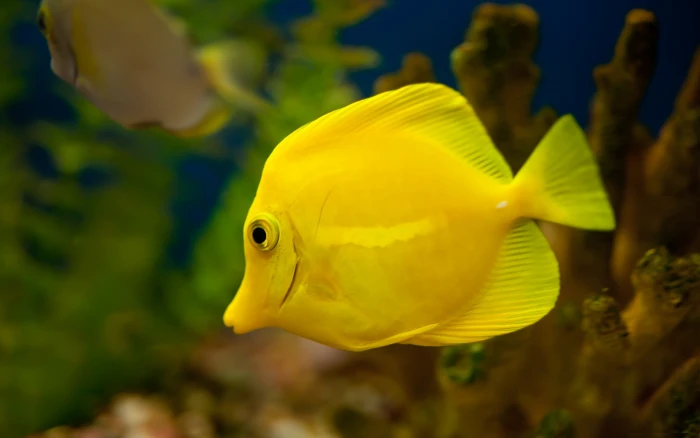 fish yellow animla HD 2k 4k