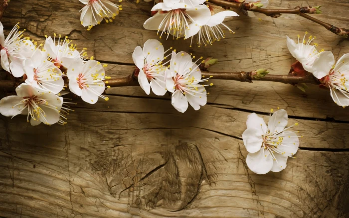 Flower Cherry Blossom Wood HD nature 2k