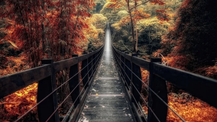 footbridge autumn walkway forest deciduous path 2k