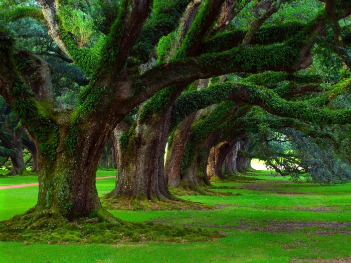 green leafed tree oak trees grass moss ancient nature landscape 2k