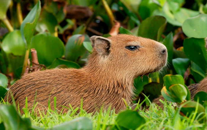 leaves nature rodent Hydrochoerushydrochaeris the capybara 2k