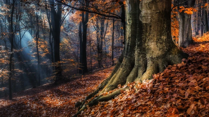 orange leafed tree nature landscape trees forest fall leaves 2k