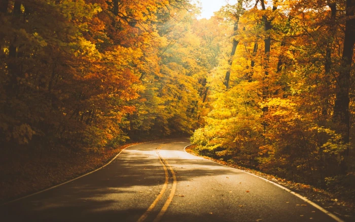 orange leafed trees gray concrete road between nature 2k