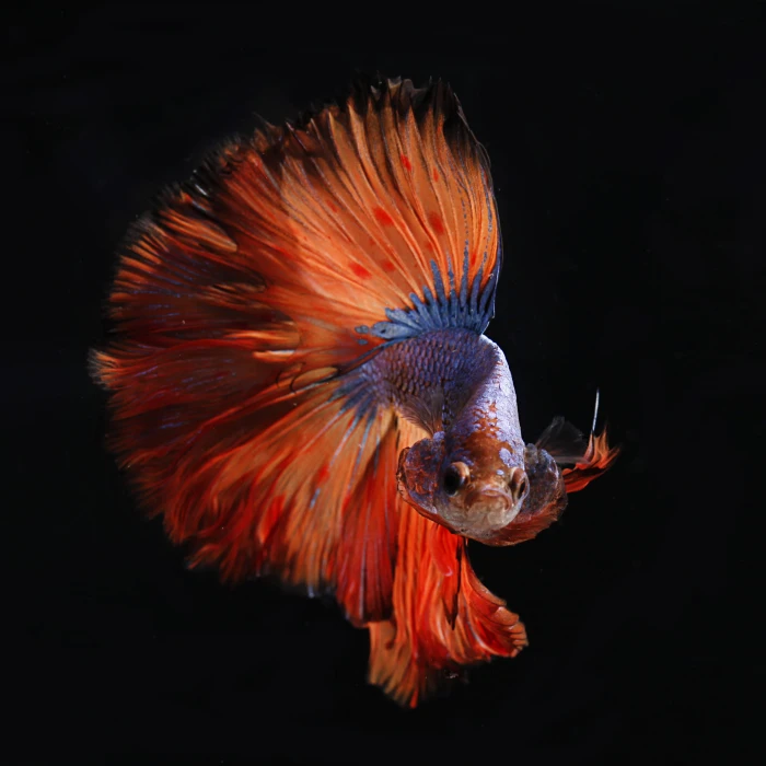 red and silver fighting fish blue Beta big tail 2k 4k