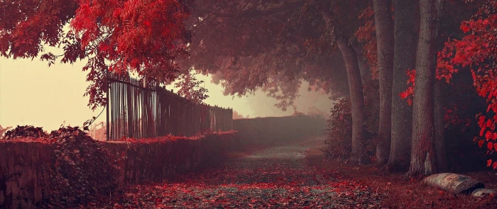 red trees ultra wide photography nature leaves fall path 2k