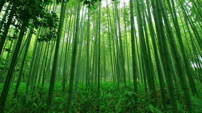 bamboo ecosystem forest green grove old growth 2k