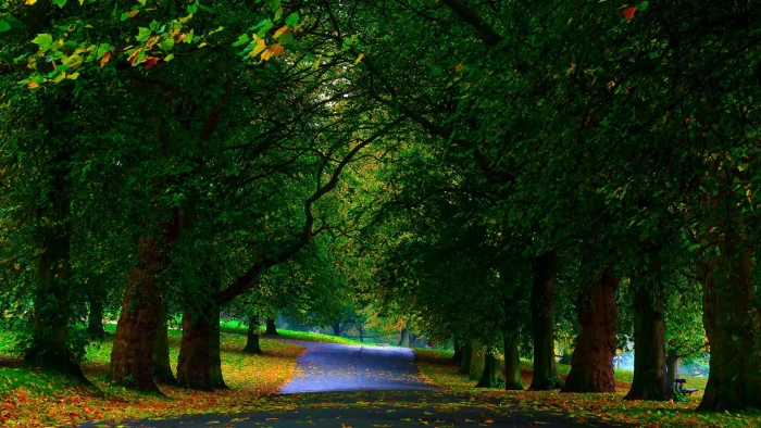black road and trees green leaf beside gray nature 2k