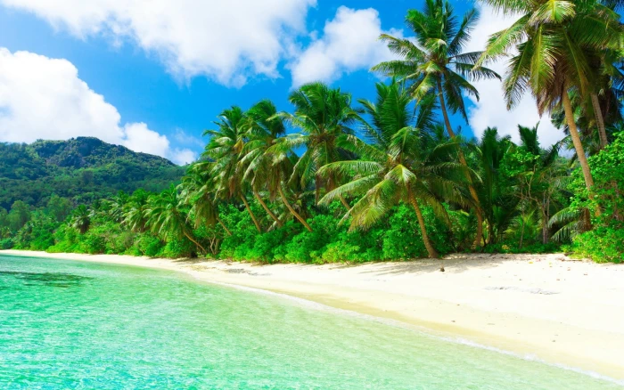 green coconut trees beach sand palm tropical climate 2k