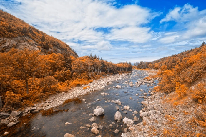 landscape photography of brown leaf trees and river during daytime 2k