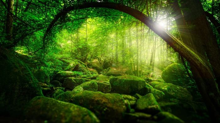 Nature forest jungle trees sunshine green moss scenery 2k