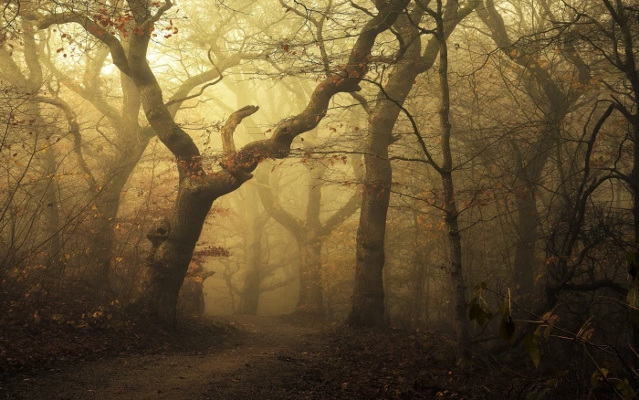 brown bare trees wallpaper tree forest mist landscape 2k