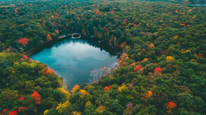 green and red leafed trees aerial view of lake in the middle forest 2k