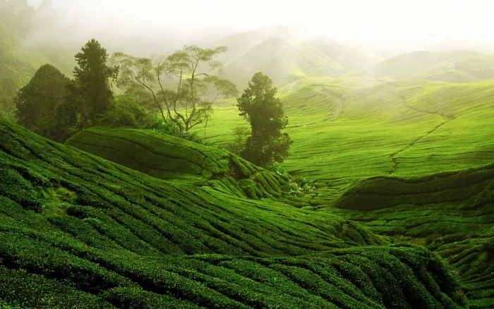 green grass field during daytime nature landscape 2k