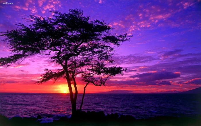 Beautiful Scenery Tree Sea Sunset Hd Wallpaper 2k