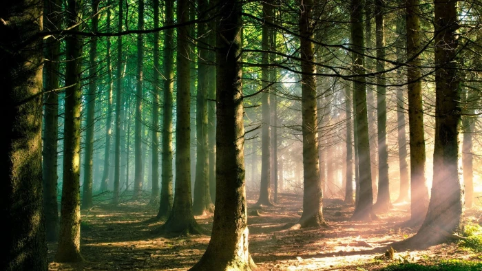 download nature full size tree forest plant land 2k