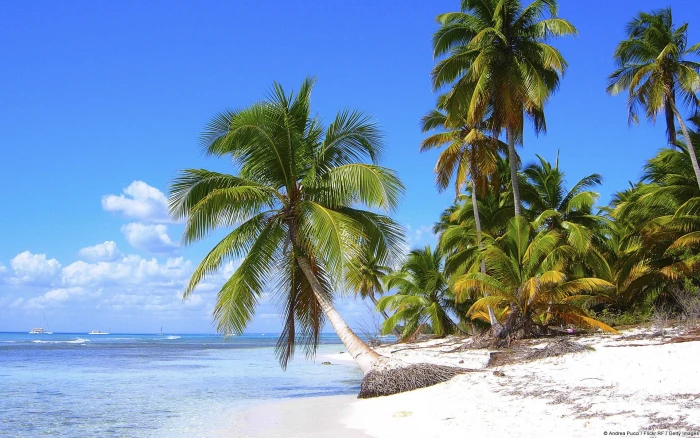 green coconut tree nature landscape beach palm trees summer 2k