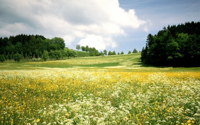green grass field landscape flowers trees nature plant cloud sky 2k