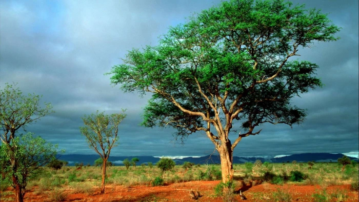 nature africa Landscape high resolution ultar 2k