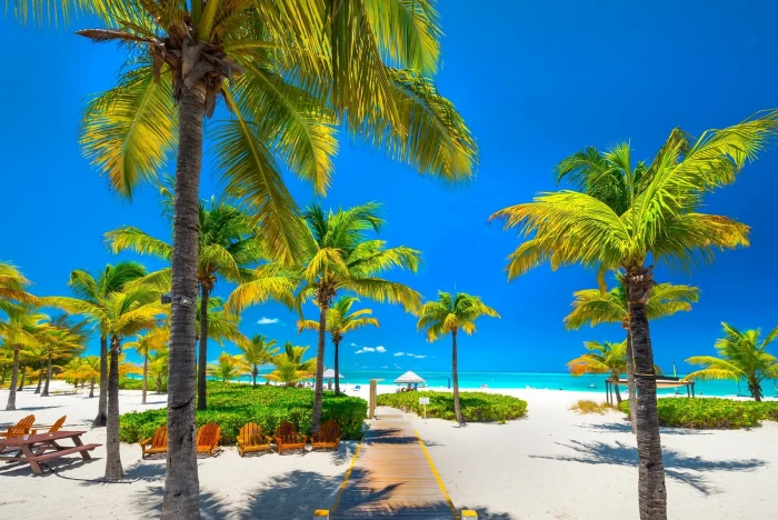 nature landscape tropical beach palm trees sea Caribbean 2k