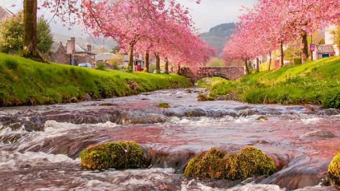 nature water sakura vegetation river bank stream cherry blossom 2k